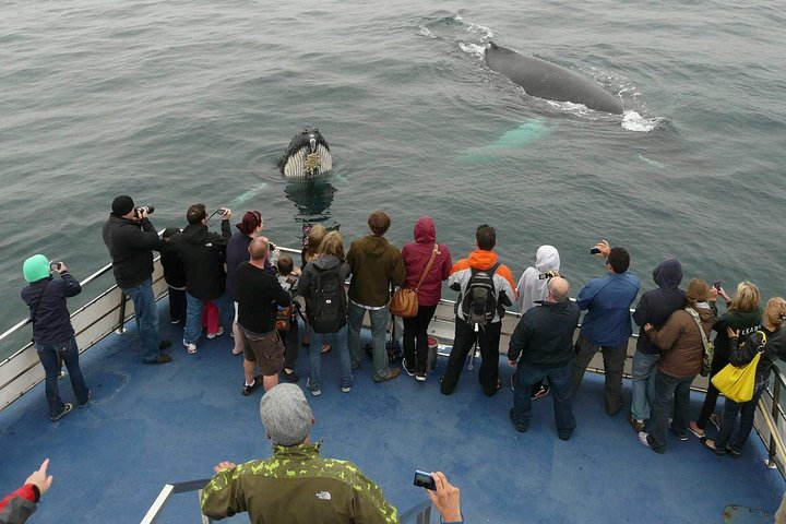 Peak whale season for Gatherall's is mid-June to mid August. Sightings before & after peak are a bonus.